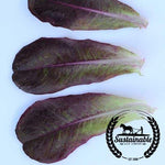 Organic Rouge d'Hiver Lettuce Seeds