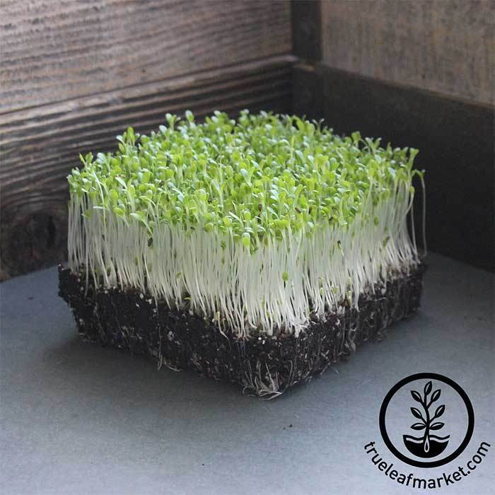 Lettuce Leaf - Salad Bowl Green - Microgreens Seeds