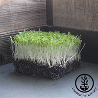 Lettuce Leaf - Salad Bowl Red - Microgreens Seeds