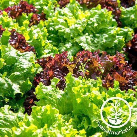 Salad Leaf Blend Lettuce Mix Seeds