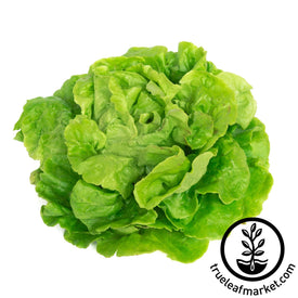 tom thumb lettuce