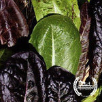 Organic Tricolor Romaine Lettuce Blend Seeds