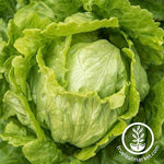 Lettuce Seeds, Crisphead - Webbs Wonderful