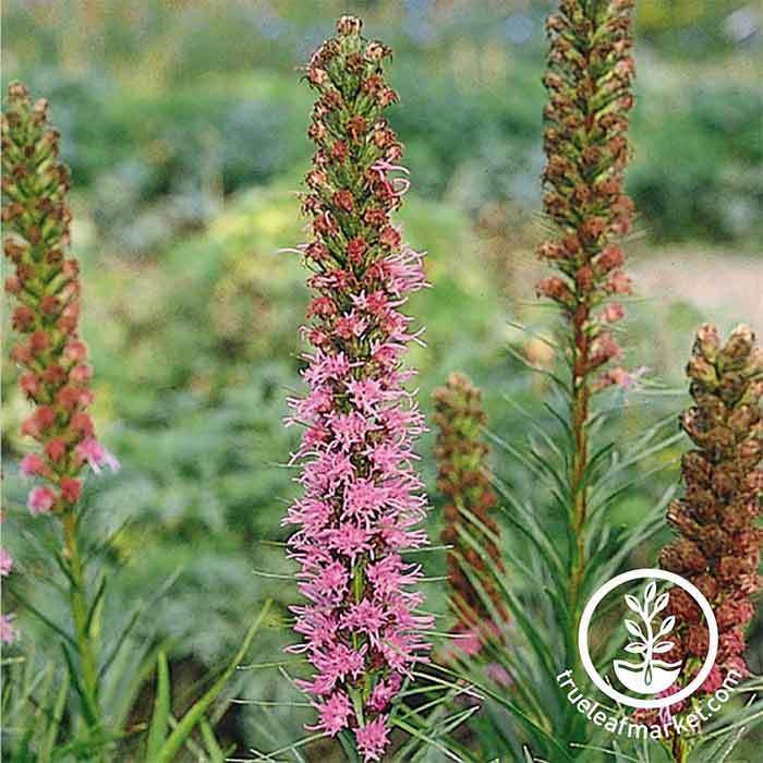 Liatris Spiked Gayfeather Seed