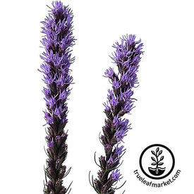 Liatris Z Scape Flower Seed