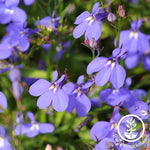 Lobelia Crystal Palace Seeds