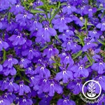 Lobelia Palace Series Blue Seed