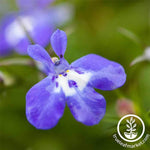 Lobelia Palace Series Blue with Eye Seed