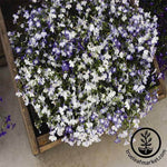 Lobelia Regatta Series Sky Blue Seed