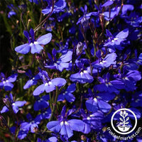 Lobelia Rosamond Seed