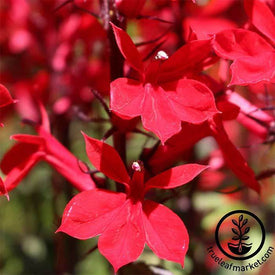 Vulcan Red Lobelia Seed