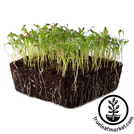 lovage microgreens white background