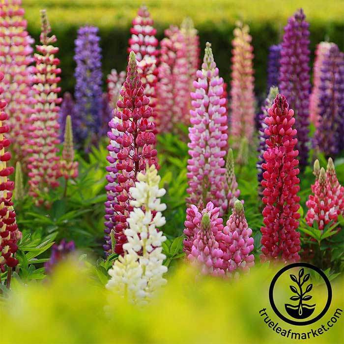 https://cdn.shopify.com/s/files/1/2016/2681/products/lupine-russell-mix-flower-wm_700.jpg?v=1604074271