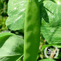 Organic Mammoth Melting Sugar Pod Peas Seeds