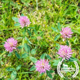 Organic Mammoth Red Clover