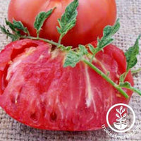 200 Pink Brandywine Tomato Seeds Heirloom - Non  