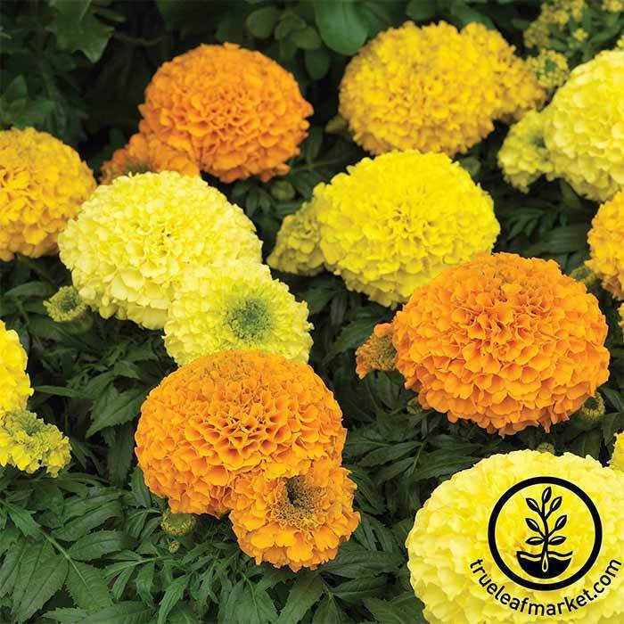 marigold antigua gold