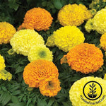 Marigold - Antigua Series - Mix