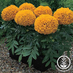 Marigold - Antigua Series - Orange