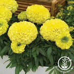 Marigold - Antigua Series - Primrose