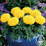 Marigold - Antigua Series - Yellow