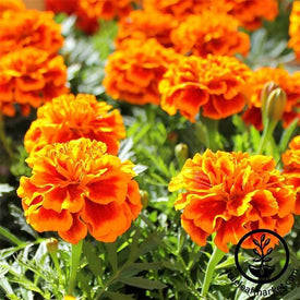 Marigold Bonanza Series Flame Seed