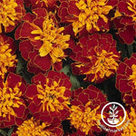 Marigold Bonanza Series Harmony Seed