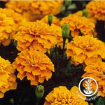 Marigold Bonanza Series Orange Seed