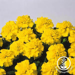 Marigold Bonanza Series Yellow Seed