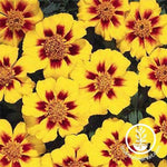 Marigold Disco Series Marietta Seed