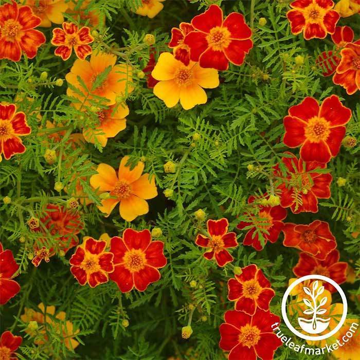 Everwilde Farms - 500 Petite Mix French Marigold Garden Flower