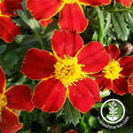 Marigold Disco Series Red Seed