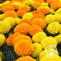 marigold antigua gold