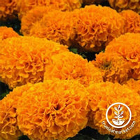 Marigold - Discovery Series - Orange