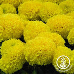 Marigold - Discovery Series - Yellow