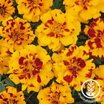 Marigold Durango Series Bolero Seed