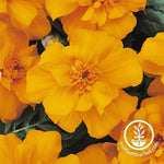 Marigold Seeds - Durango Series Orange