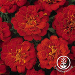 Marigold Seeds - Durango Series Red