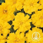 Marigold Seeds - Durango Series Yellow