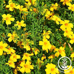 Marigold Signata Gem Series Lemon Seed