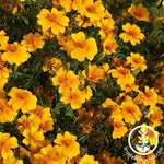 Marigold Signata Gem Series Tangerine Seed