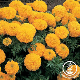 Marigold - Inca ll Series - Gold