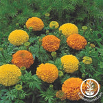 Marigold - Inca ll Series - Mix