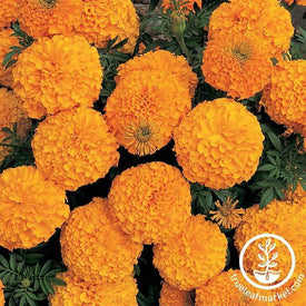 Marigold - Inca ll Series - Orange