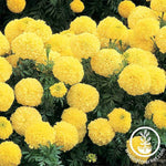 Marigold - Inca ll Series - Yellow