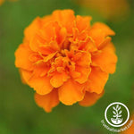 Marigold Janie Series Deep Orange Seed