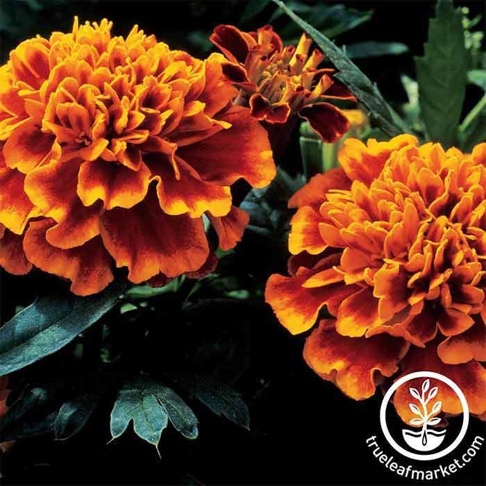 Everwilde Farms - 500 Petite Mix French Marigold Garden Flower Seeds - Gold  Vault Jumbo Bulk Seed Packet 