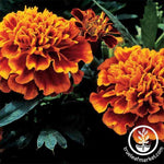 Marigold Janie Series Flame Seed