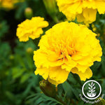 Marigold Janie Series Gold Seed