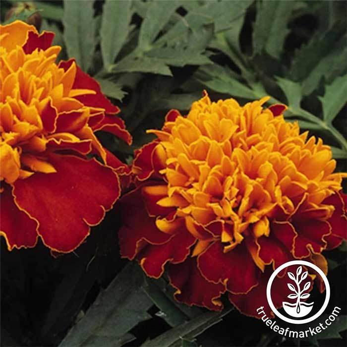 Zinnia Zowie Yellow Flame F1 Seed – Harris Seeds